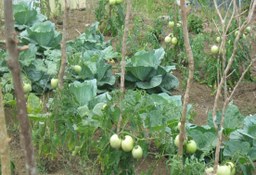 Vegetable garden at Mt. Peace Basic School