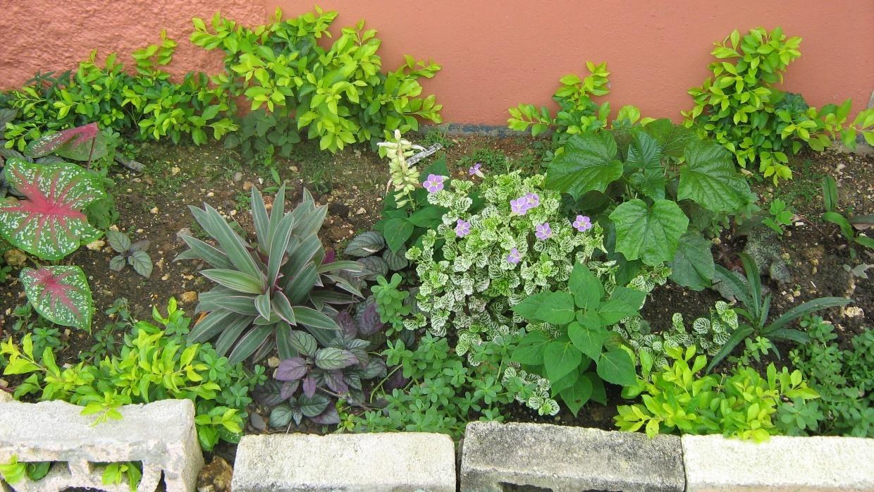 Parents' Garden at Logwood Basic School