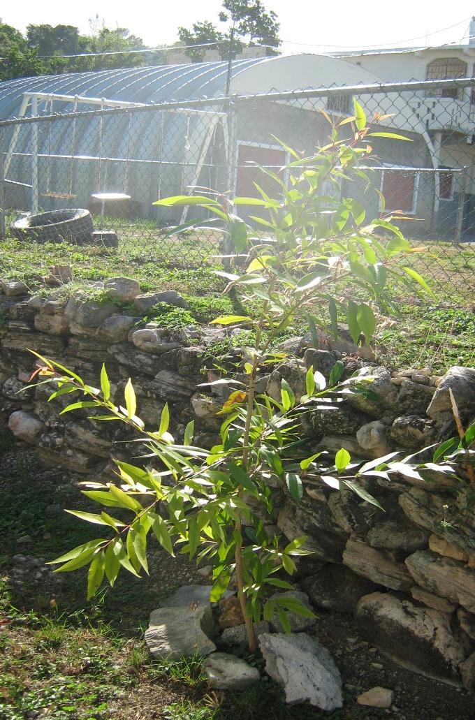 Java Plum Seedling at Hopewell CDC Basic School